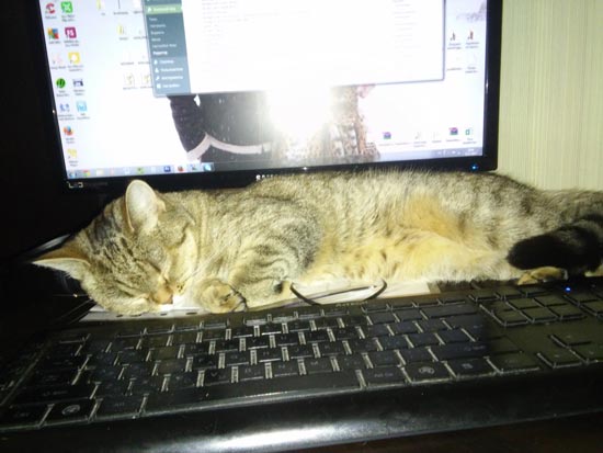 кошка за компьютером